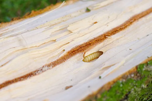 Одна личинка может съесть до 10 г древесины всего за сутки