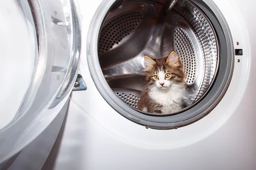 Счастливчик! Кот чудом выжил, пробыв 30 минут в стиральной машине