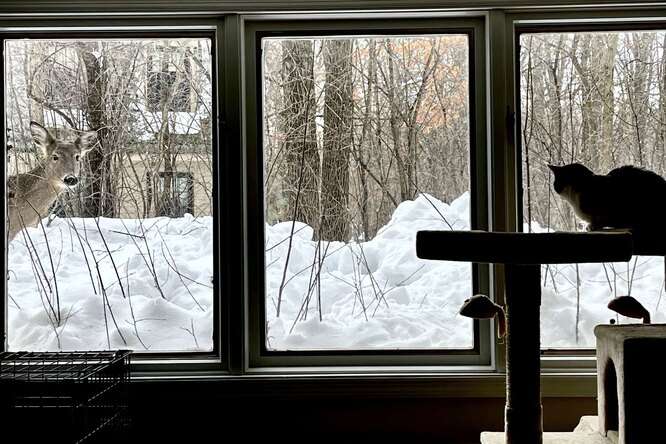 Встречаются каждый день: приютская кошка подружилась с оленем Встречаются каждый день: приютская кошка подружилась с оленем