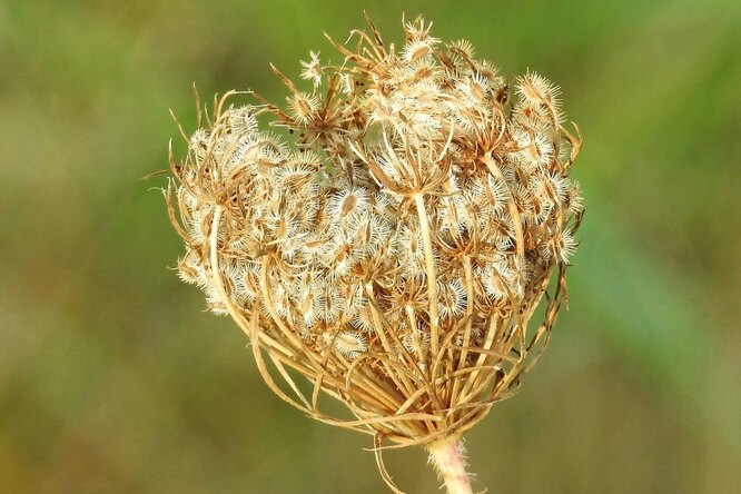 Sběr semen mrkve a jiných umbelliferous