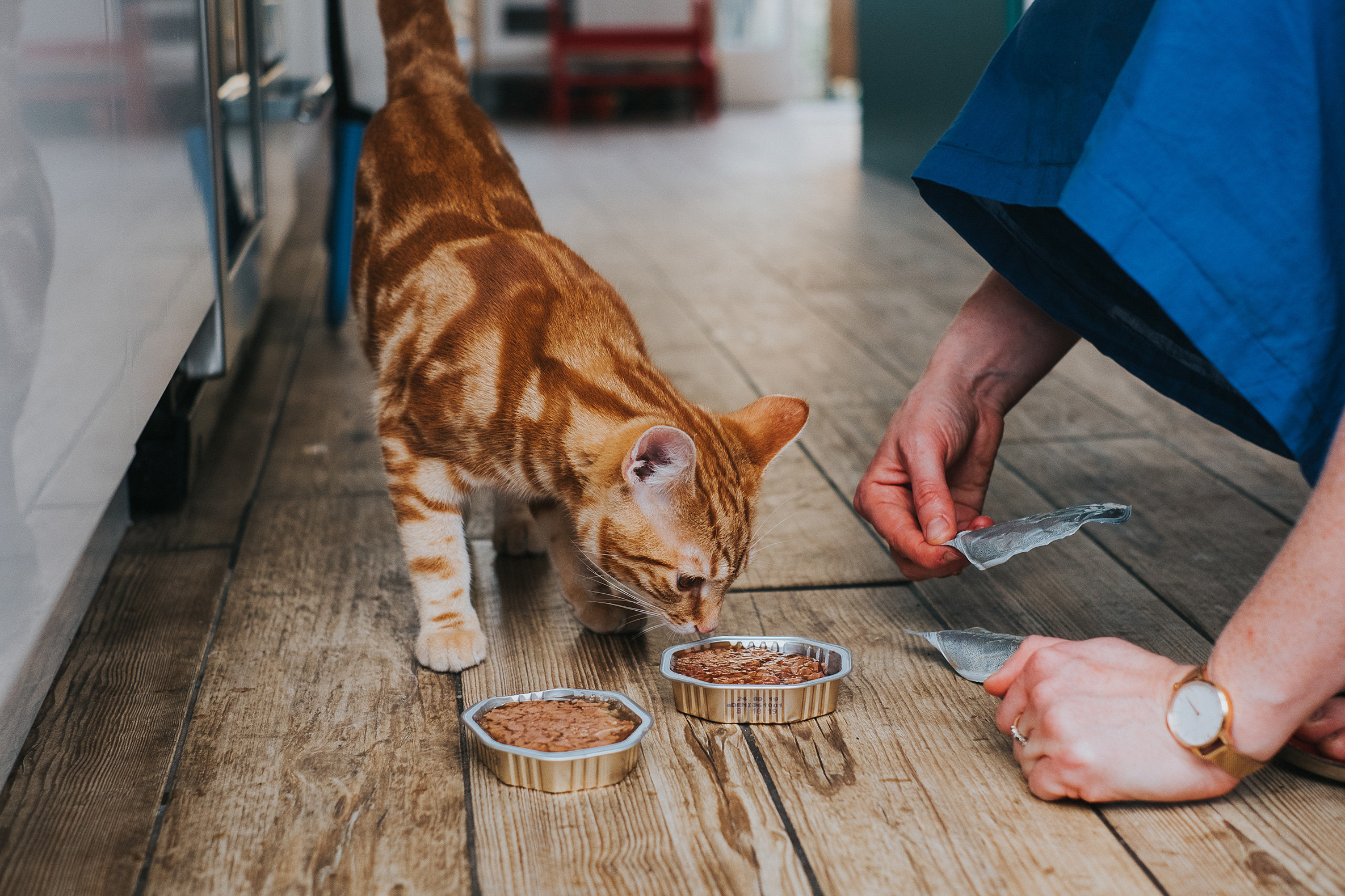 Зачем кошки копаются рядом с миской еды