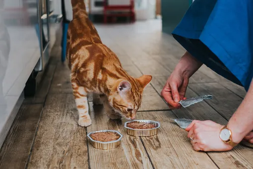 8 причин, почему кошки закапывают еду: плохой корм или инстинкт