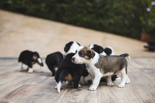 Чужих детей не бывает: собака потеряла своих щенков, но выкормила 10 сирот