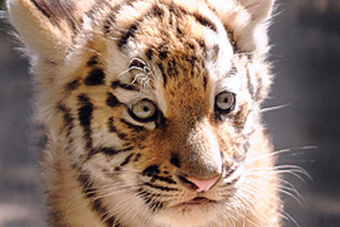 В Приморье спасли брошеного тигренка
