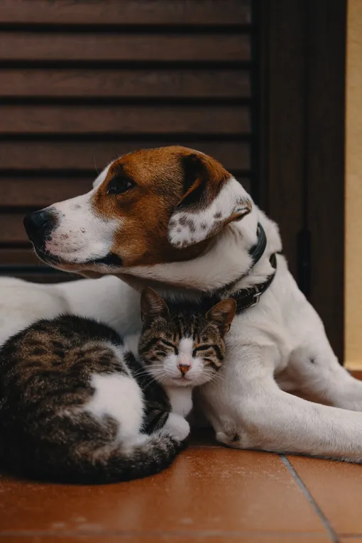Кошка и собака