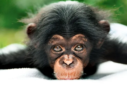 Брошенный детёныш шимпанзе обнимал плюшевую игрушку. Но он больше не одинок