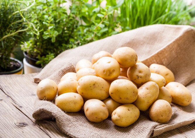 Подготовка картофеля к хранению: инструкция