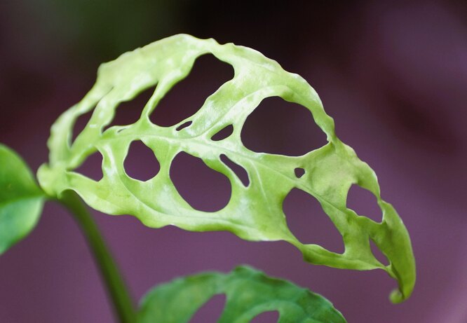 Monstera šikmá