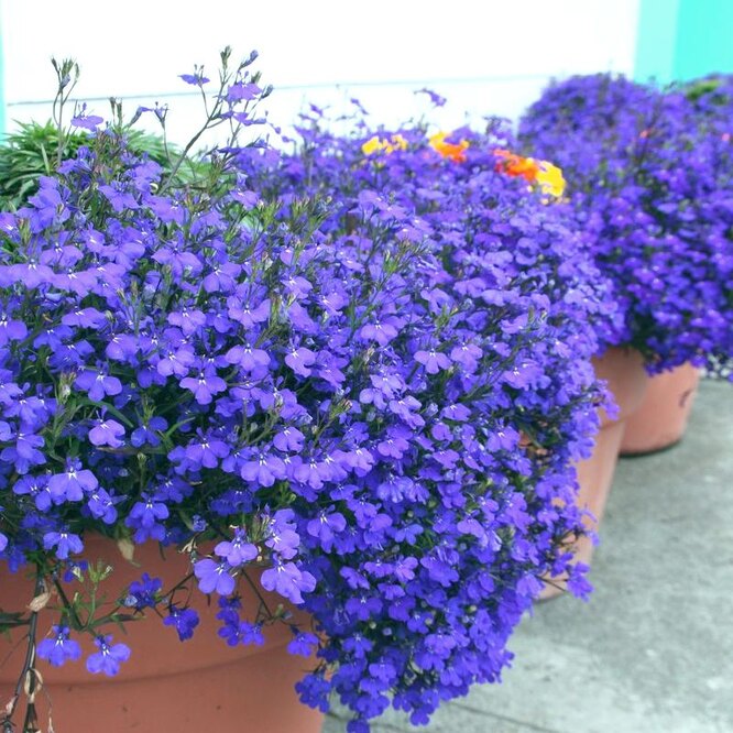 Lobelia