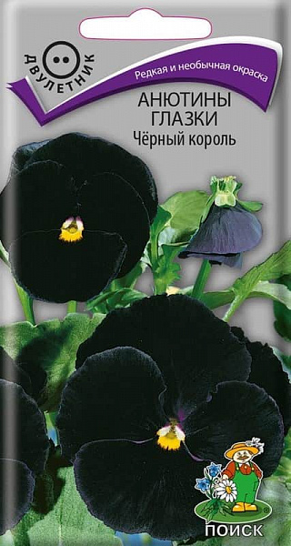 Черный король зацветает в июне и может давать бутоны до конца лета Черный король зацветает в июне и может давать бутоны до конца лета