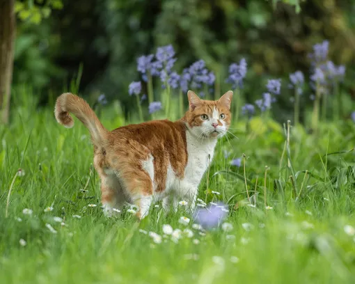 Кошка гадит в цветы из-за природного инстинкта