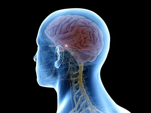 3d модель мозга и гипофиз в мозге