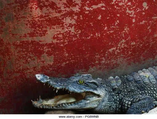 Взрослый сиамский крокодил