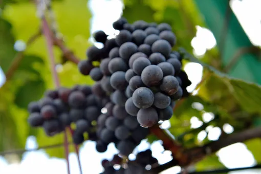 Виноград для вина должен быть спелым и неповреждённым.