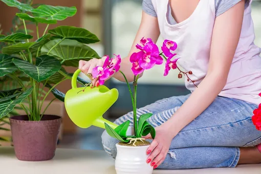 Что нужно орхидее для цветения: условия выращивания
