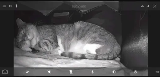 ночное видение, видеонаблюдение. кошки, кошачий дом