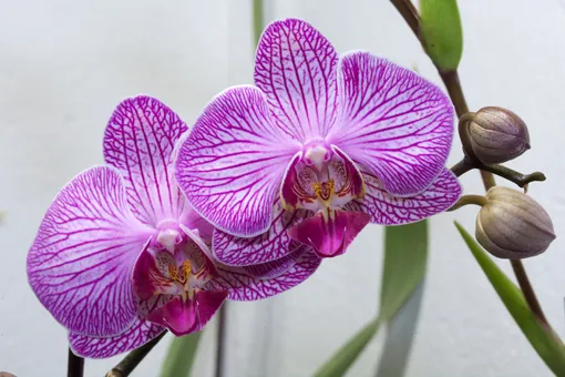 Как ухаживать за орхидеей в домашних условиях: секреты красоты экзотической красавицы