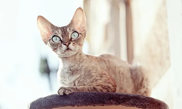 Если очень хочется, но нельзя: 5 самых гипоаллергенных пород кошек