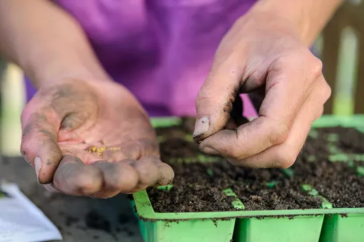 Не поливайте семена сразу после посева на рассаду: золотые советы от опытных садоводов