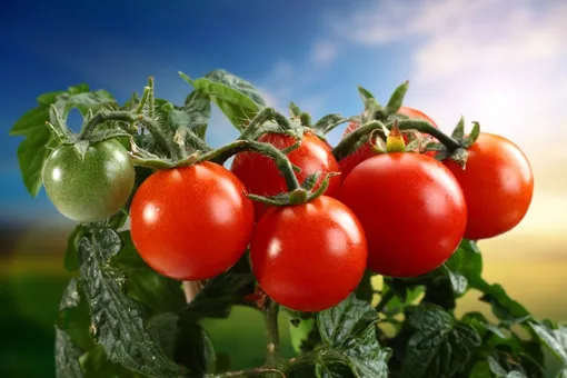Подкормки для улучшения вкуса томатов