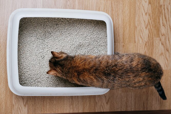 Почему кошка ест наполнитель для туалета и как это остановить