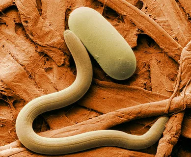 Nematoda Nemabakt