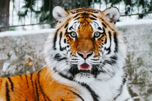 С тиграми такого никогда не делали: ветеринар провел уникальную операцию