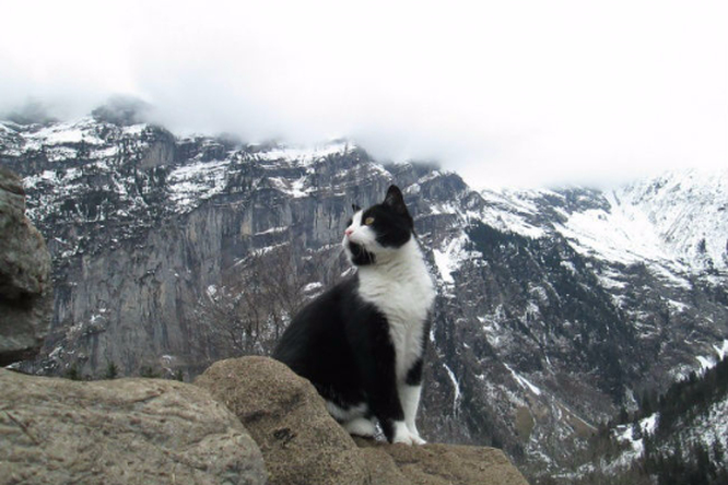 Героическая кошка спасла туриста в горах Швейцарии