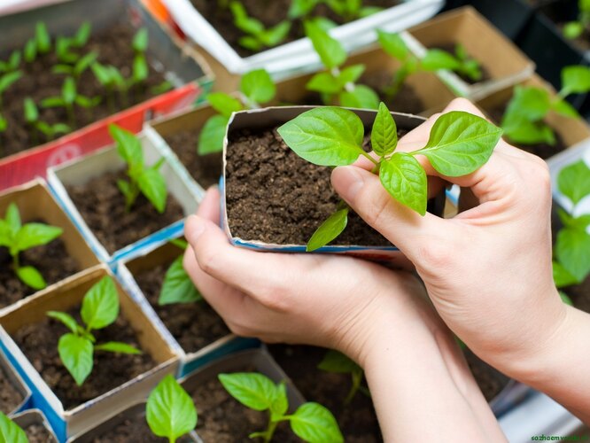 Klíčky černého pepře s hráškem musí být transplantovány