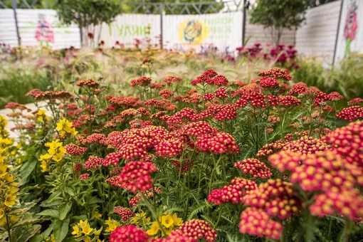 Фестиваль садов и цветов Moscow Flower Show ждет гостей онлайн с 26 июня