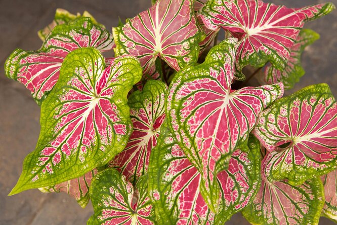 Caladium