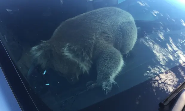 коала в машине