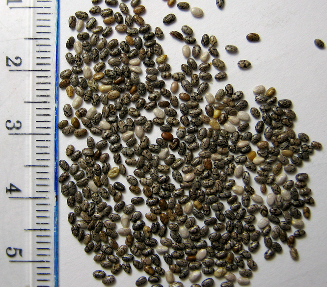 Семена чиа содержат омега-3. Источник фото: wikipedia.org