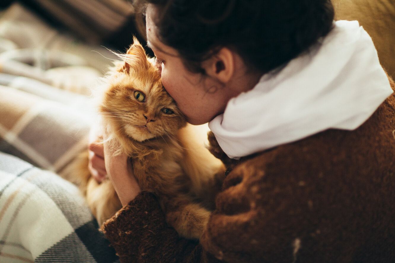 Картинки кошек с людьми
