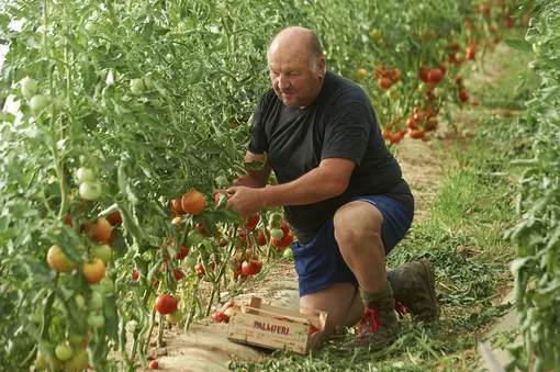 Подвязанные томаты дают большой урожай с крупными плодами.