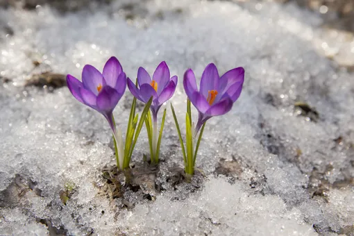 Как эффективно защитить весенние луковичные цветы от возвратных заморозков