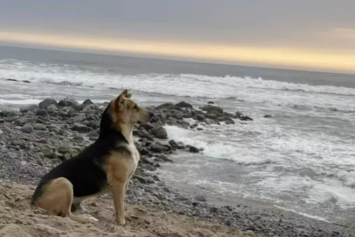 Самый верный: пёс каждый день ждёт у моря погибшего хозяина-рыбака