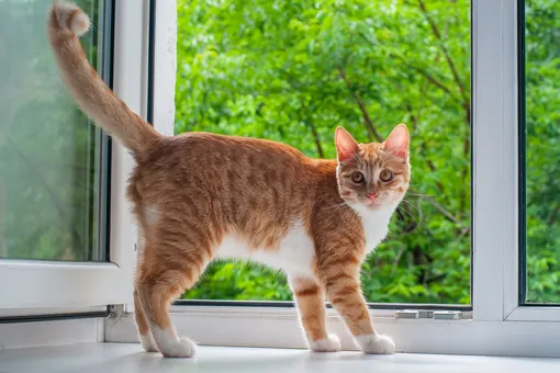 Кошки и открытые окна: как защитить питомца от падения