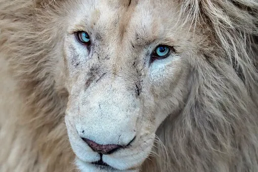 «Эффектная прическа»: один из редких белых львов попал на фото