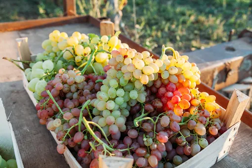 Сроки осенней подкормки винограда