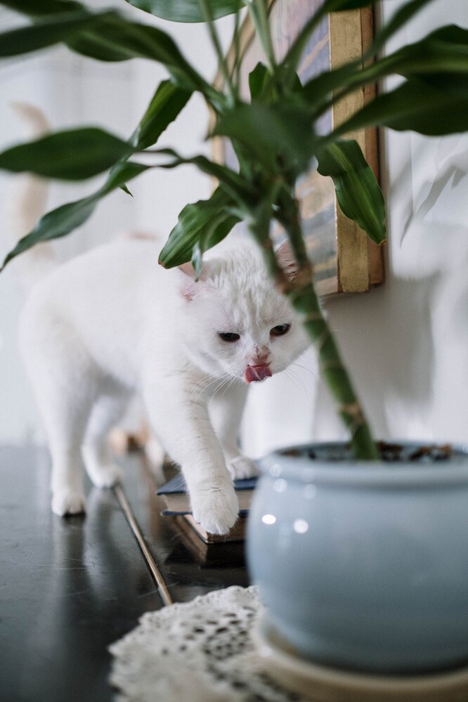 Кошка и комнатное растение