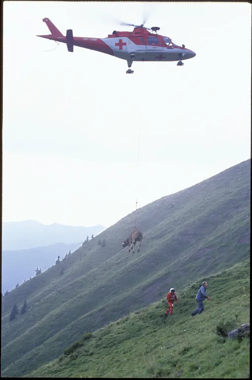 Путешествие коровы на вертолете, 1994 год