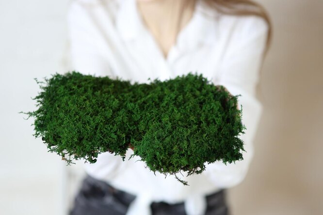 Что такое стабилизированный мох и его особенности