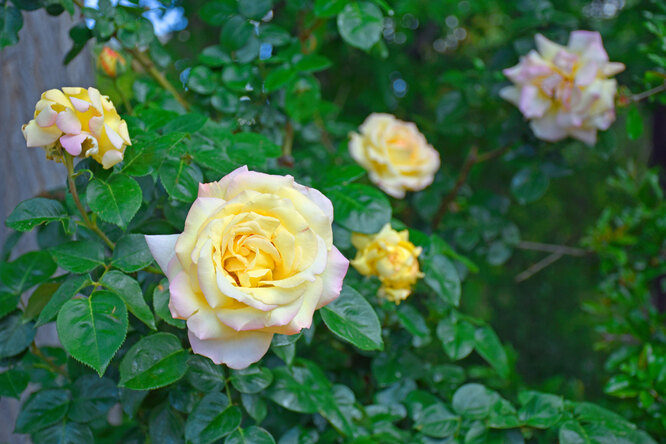 Когда и как правильно обрезать розы: инструкция и рекомендации садоводов