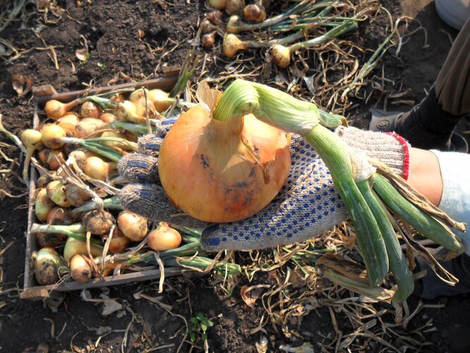 Známky zralosti cibule