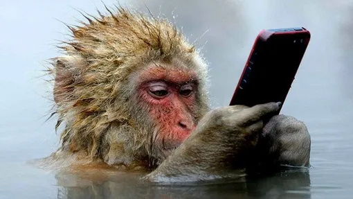 обезьяна с телефоном