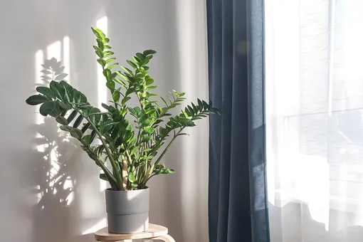 6 комнатных растений, за которыми сложно ухаживать: лучше не покупайте их домой