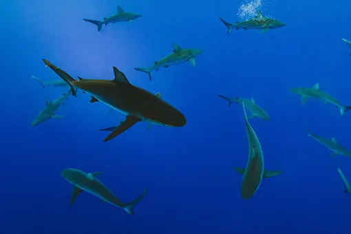 Светящиеся глубоководные акулы обнаружены у берегов Новой Зеландии
