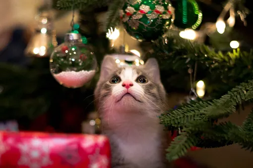 Пожилая кошка так любит Рождество, что хозяева устроили ей праздник круглый год
