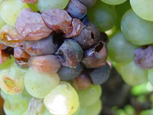 Антракноз винограда: меры борьбы и профилактики заболевания